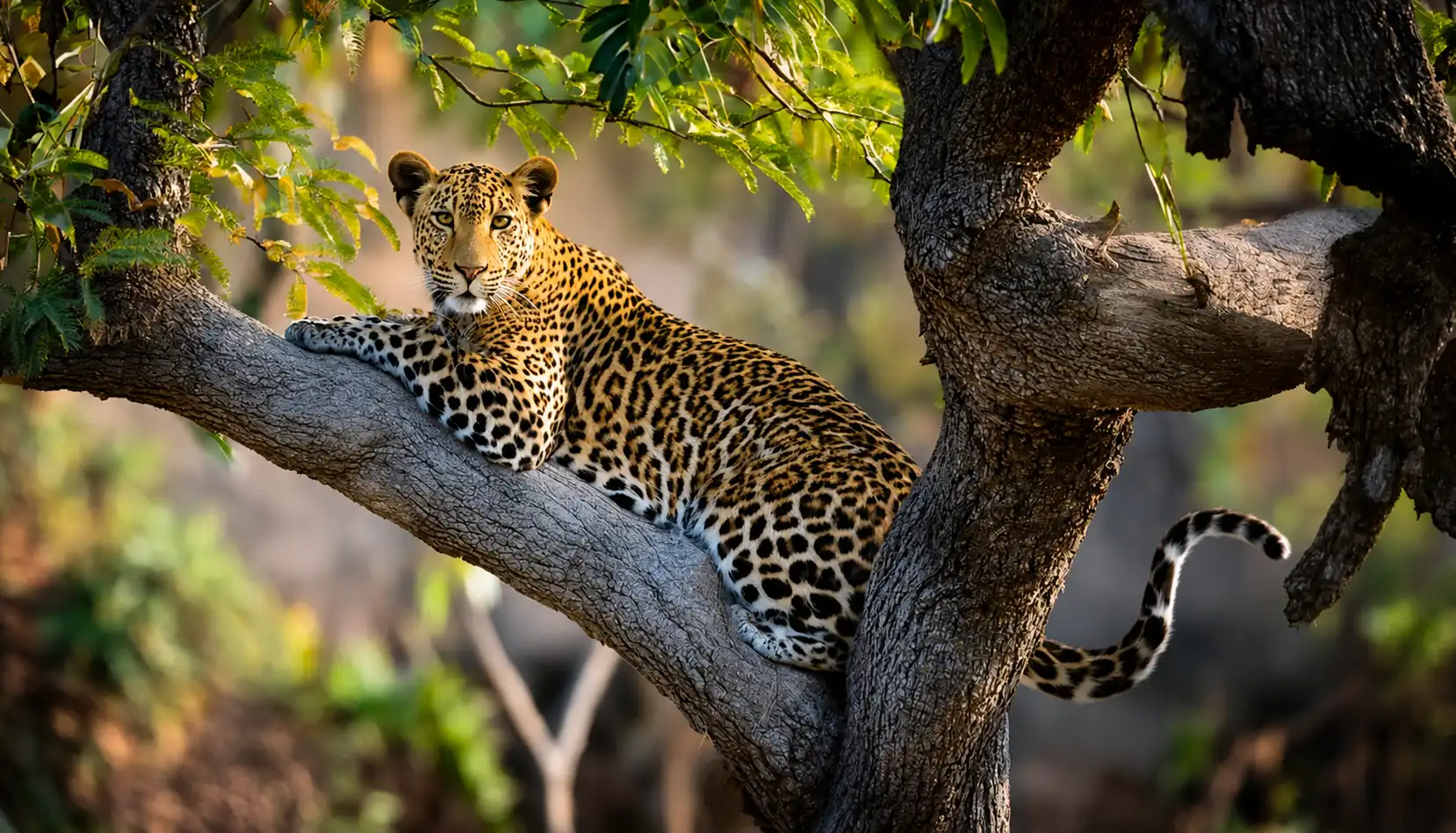Yala National Park Safari Sri Lanka - Leopards